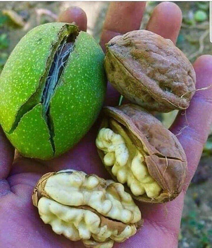 کود برای سفید شدن مغز گردو