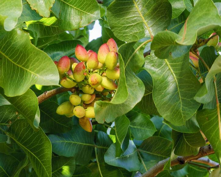 بهترین کود زمستانه برای درخت پسته