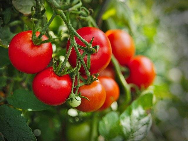 علت گلریزی گوجه فرنگی