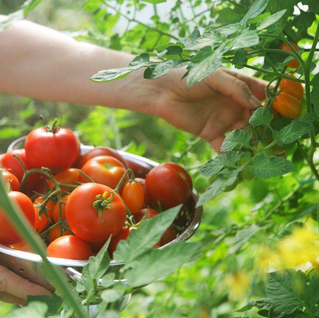 زمان گلدهی بوته گوجه فرنگی