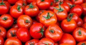 علت زودرس کردن گوجه فرنگی