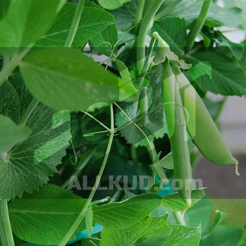 کاشت گیاه نخودفرنگی