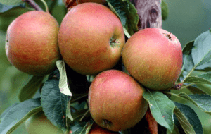 قیمت کود کلسیم برای درخت سیب