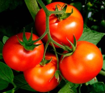 کود کامل ده ایکس شوک برای گوجه فرنگی