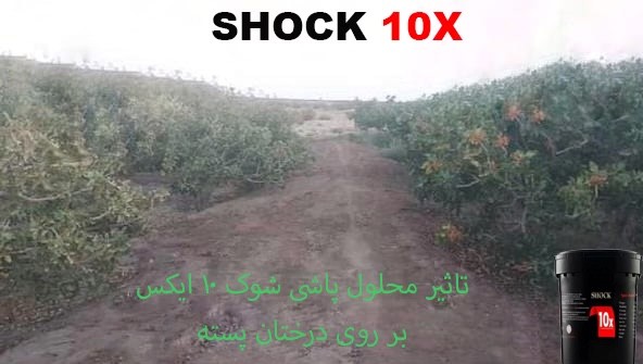 تاثیر کود شوک