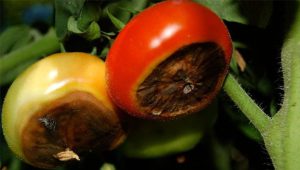 کود کلسیم مایع شوک برای گوجه فرنگی