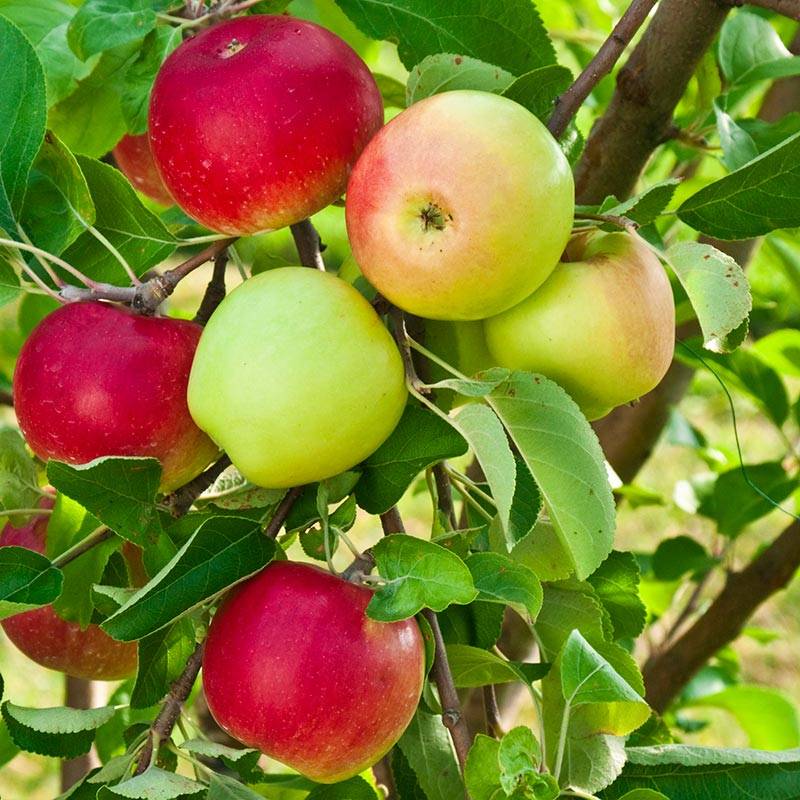 خرید کود باردهی برای درخت سیب