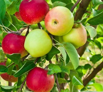 خرید کود باردهی برای درخت سیب