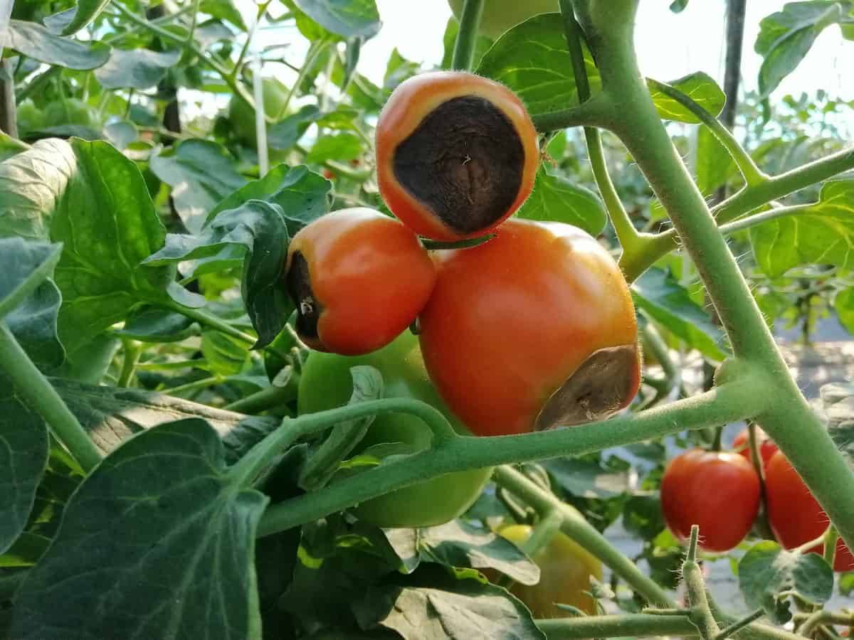 پوسیدگی گلگاه گوجه فرنگی