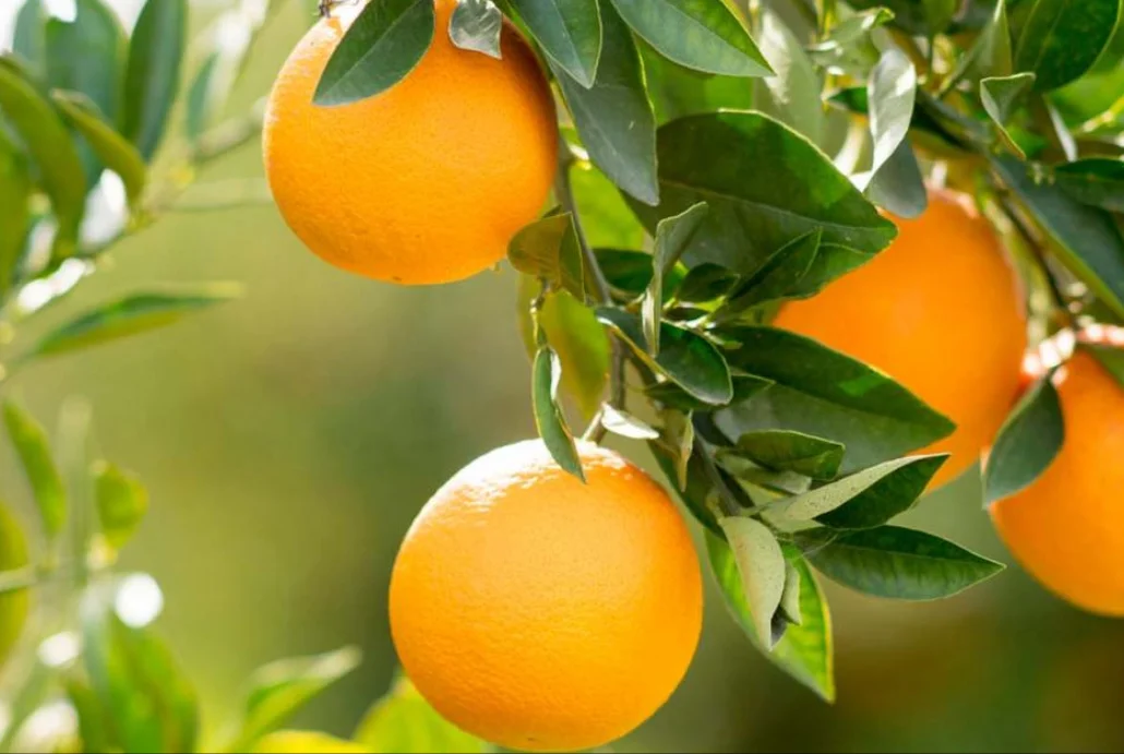 بهترین روش کوددهی مرکبات