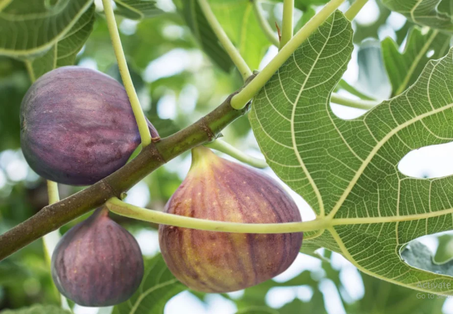 بهترین زمان کوددهی درخت انجیر