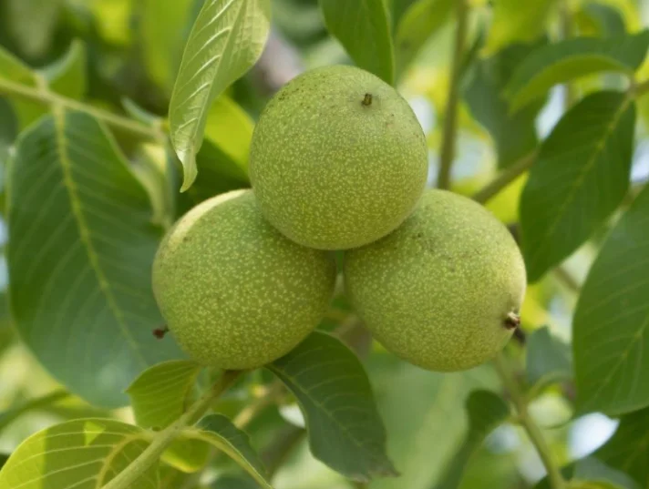  بهترین زمان کوددهی درخت گردو