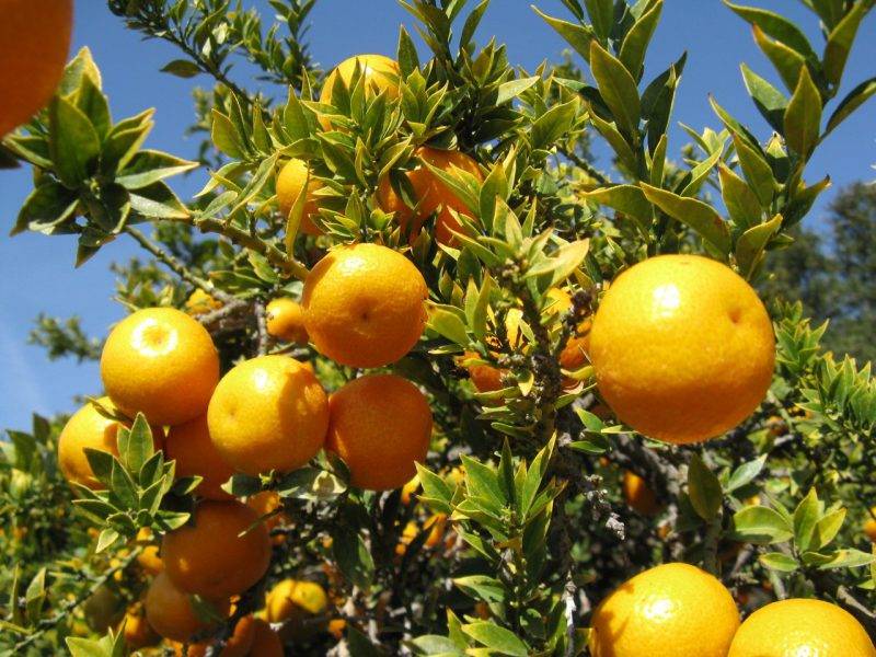علت ریزش برگ های درخت لیمو
