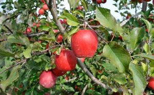 کود افزایش باردهی درخت سیب