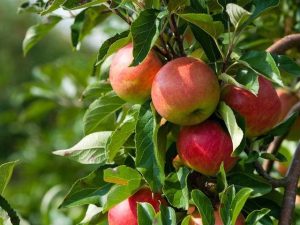 برنامه کوددهی درخت سیب