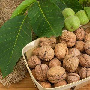 کود آهن مخصوص درخت گردو