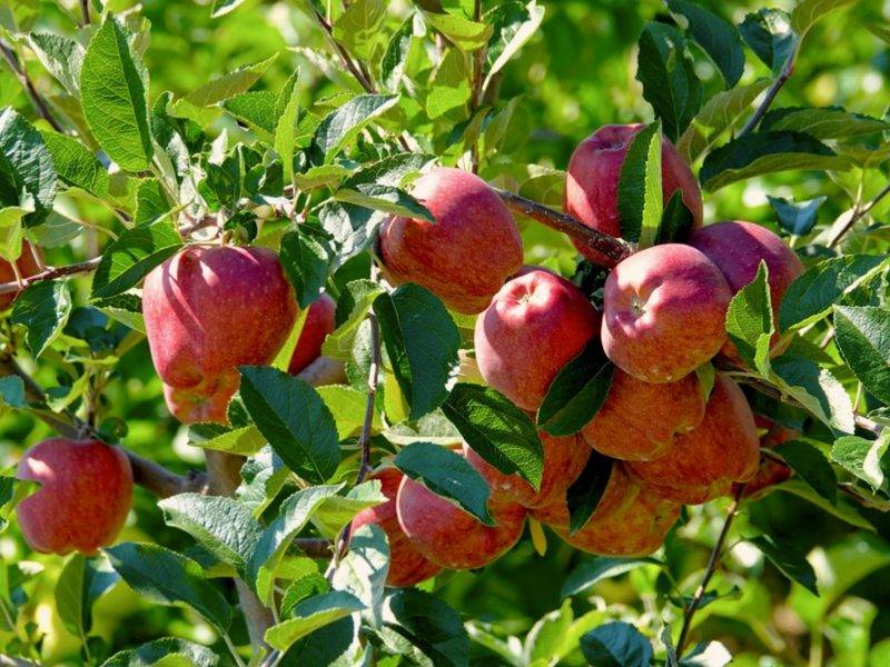 کود کلسیم برای درخت سیب