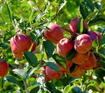 کود کلسیم برای درخت سیب