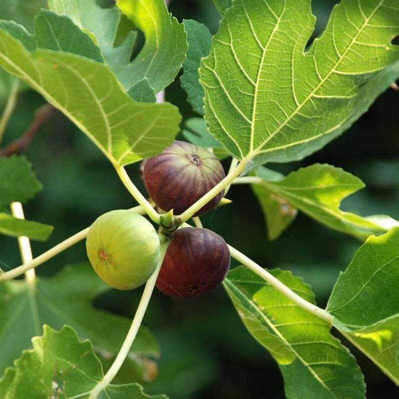 کود آهن برای درخت انجیر