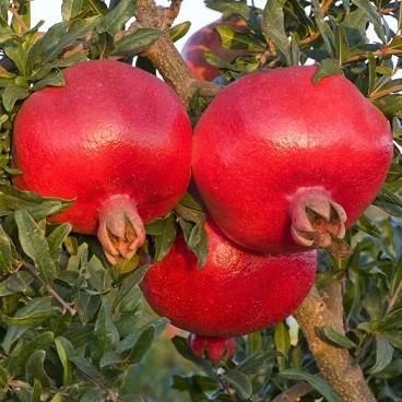 کود کامل شوک 10X برای انار