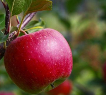 کود کامل ده ایکس شوک برای سیب