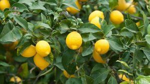 علت ریزش برگ های لیمو