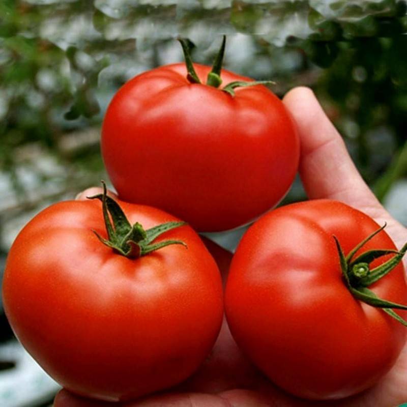 کود کلسیم مایع شوک برای گوجه فرنگی