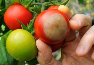 پوسیدگی گلگاه گوجه فرنگی