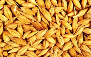 کود کامل 10X shock برای جو