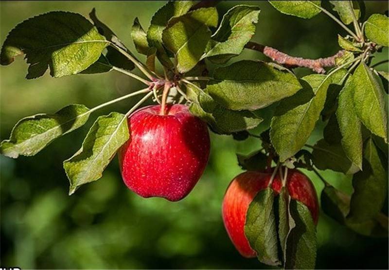 بهترین کود برای درخت سیب