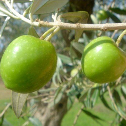 بهترین کود برای درخت زیتون