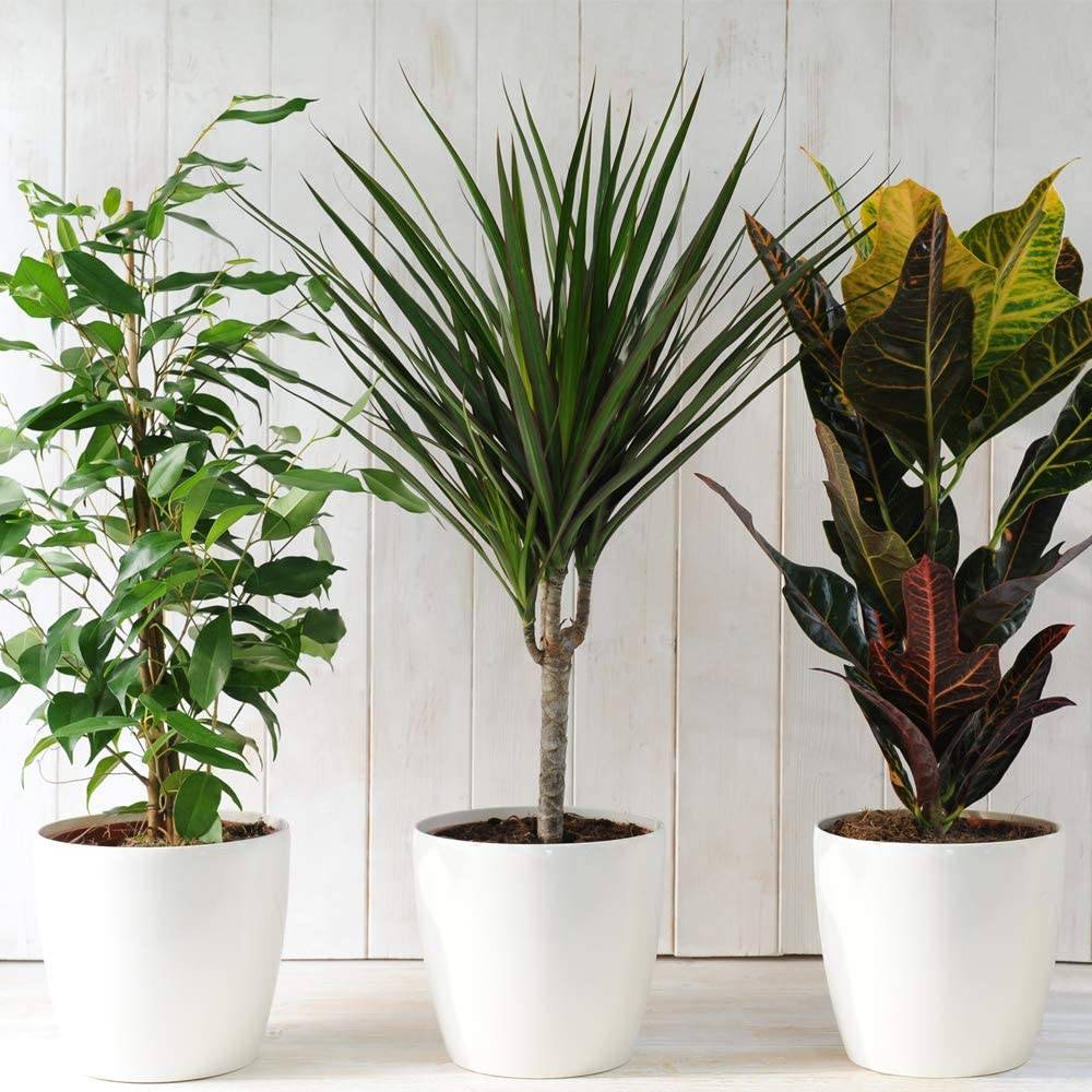 کود کامل شوک 10x برای گیاهان آپارتمانی
