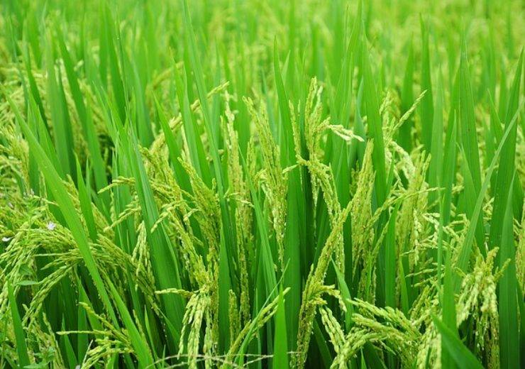 کود کامل شوک 10x برای برنج