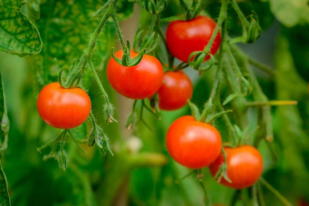 کود افزایش گلدهی گوجه فرنگی