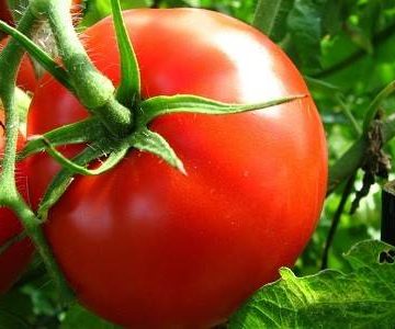 کود افزایش گلدهی گوجه فرنگی