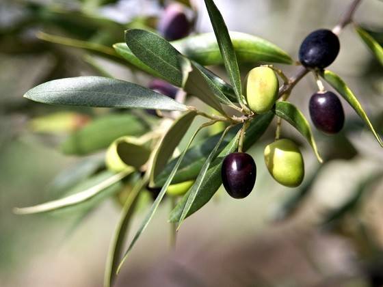 Complete 10Xshock fertilizer for olives