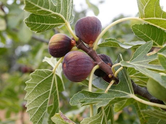 بهترین کود برای درخت انجیر
