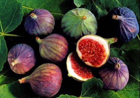 بهترین کود برای درخت انجیر