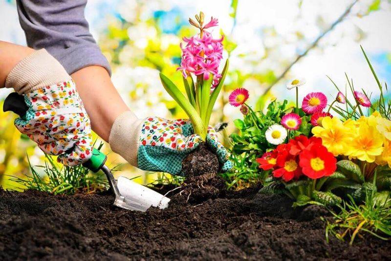 کود کامل شوک 10x برای افزایش گلدهی