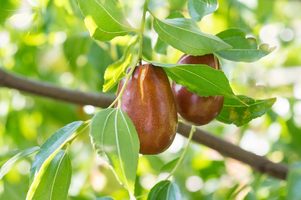 بهترین کود برای درخت عناب