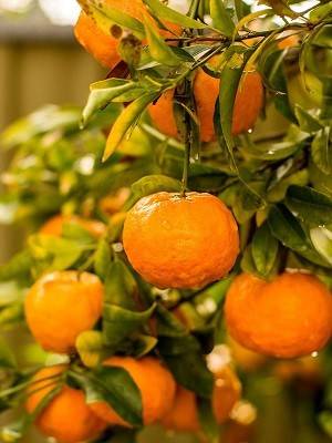 بهترین کود برای درخت نارنگی