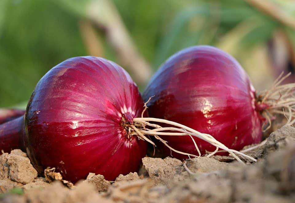 کود کامل شوک 10x برای پیاز
