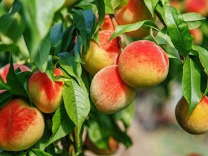 بهترین کود برای درخت هلو