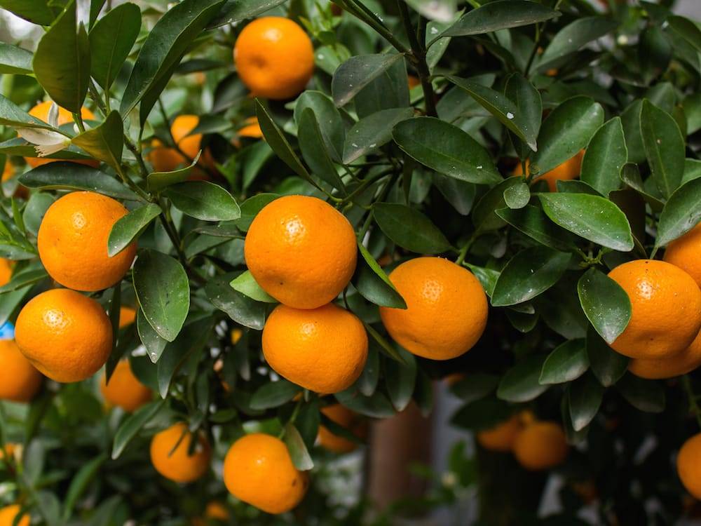 بهترین کود برای درخت نارنگی