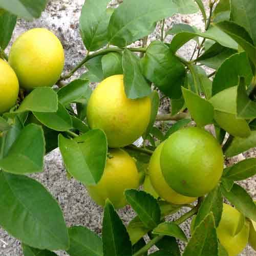 کود جلبک دریایی برای لیمو ترش و لیمو شیرین