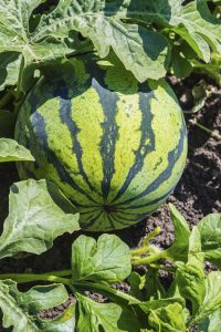 کود کامل 10Xshock برای هندوانه