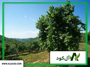 بهترین کود درخت فندق