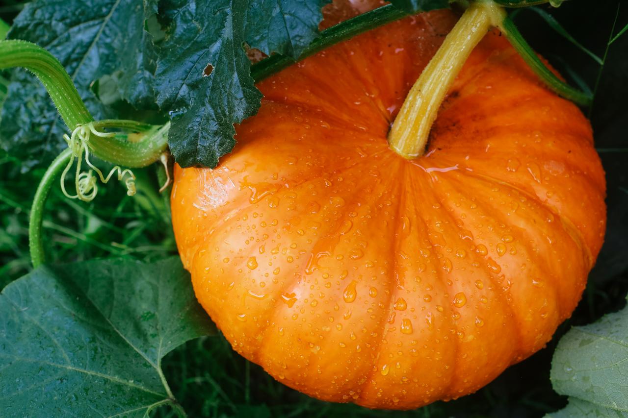 کاشت کدو حلوایی