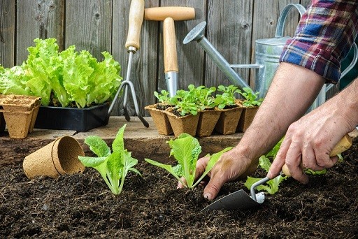 کاشت سبزی خوردن چگونه است؟