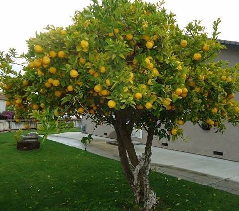 کاشت درخت لیمو